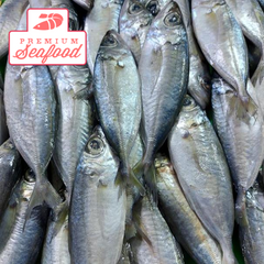 Fresh Big Eye Scad Fish [Matang Baka] - order price / 500 grams ...