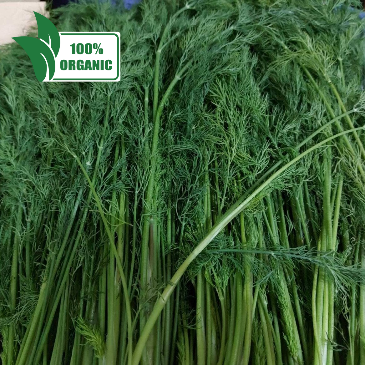 新鮮な地元の有機ディル - 注文価格 / 250 グラム
