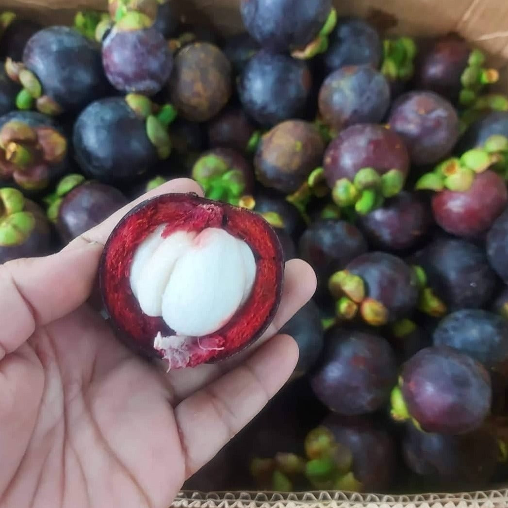 Fresh Davao Mangosteen - order price / kilo