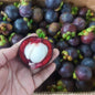 Fresh Davao Mangosteen - order price / kilo