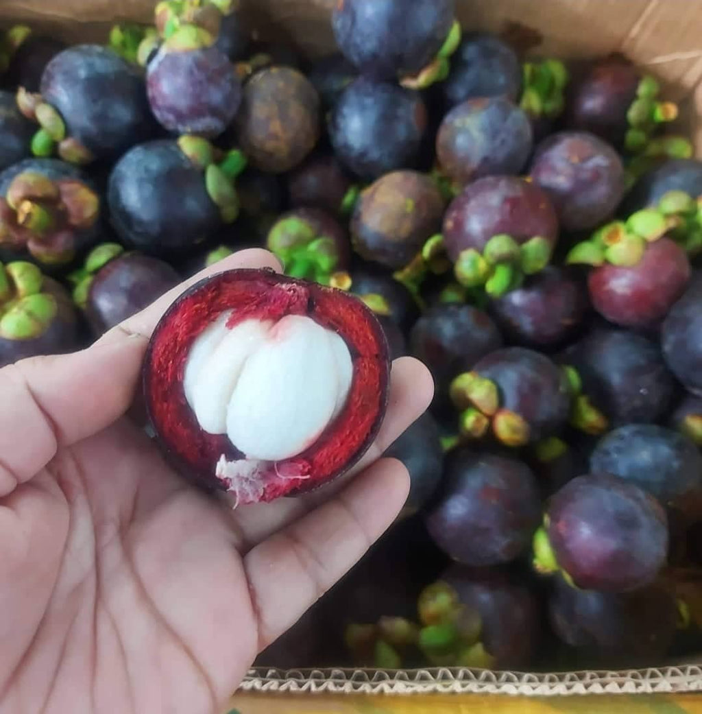 Fresh Davao Mangosteen - order price / 500 grams