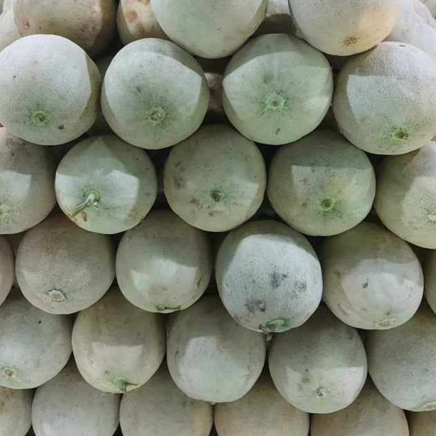 Fresh Local Cantaloupe [Melon] order price / kilo minimum weight 1-2kls each fruit.