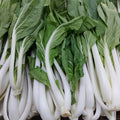 Fresh Local Organic Pechay | Petchay Tagalog - order price / kilo