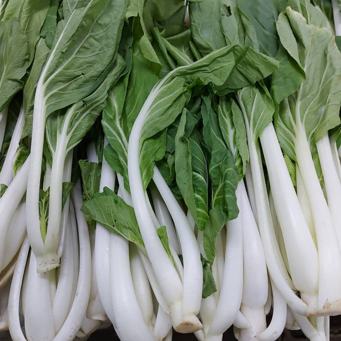 新鮮なローカル オーガニック Pechay | Petchay Tagalog - 注文価格 / キロ