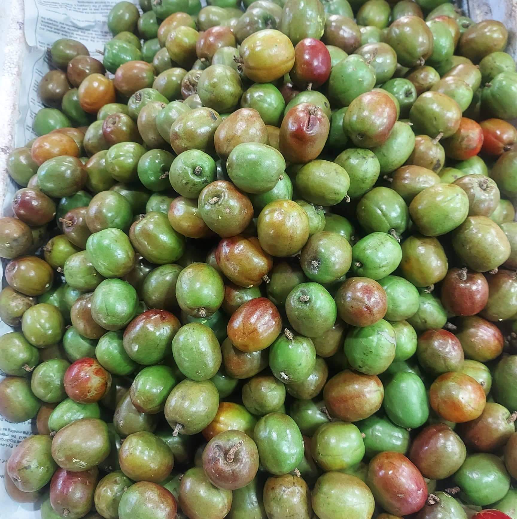 スペイン産プラム [シニゲラス] - 注文価格 / キロ