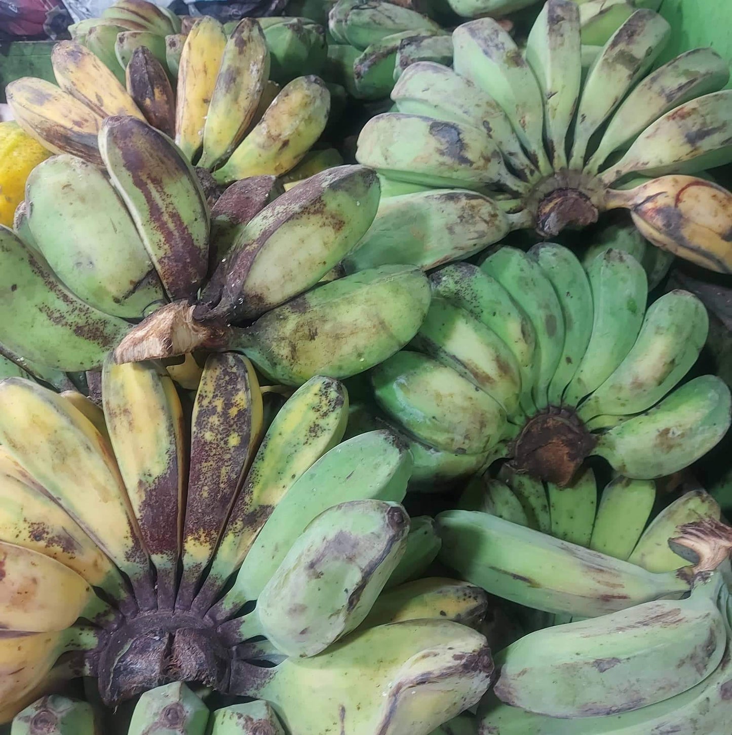 Fresh Local [SABA] Banana / Piling (Wt.1-2 kls.)