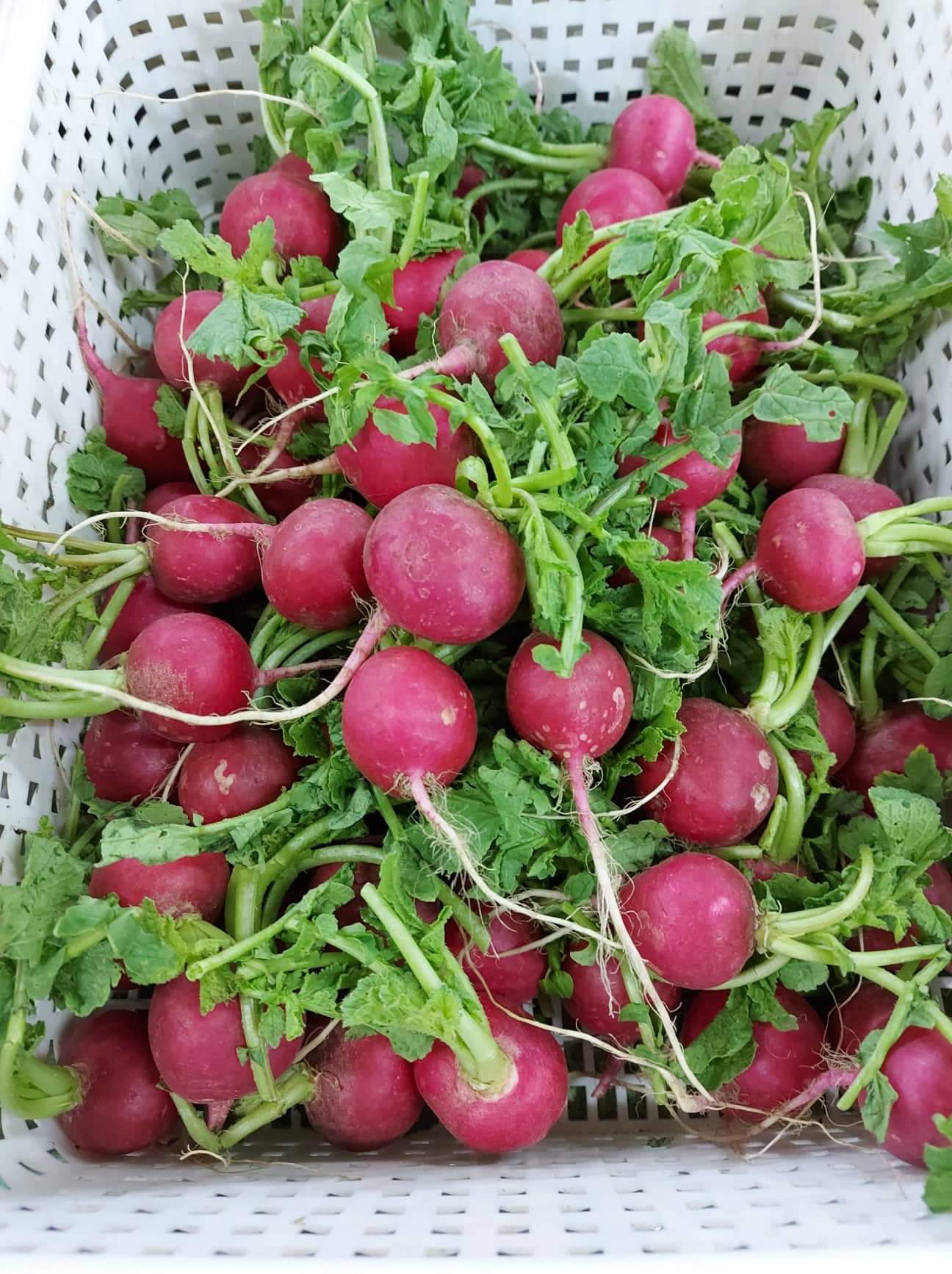 Organic Mini Red Radish | Raddish (Red Labanos) order price/kilo