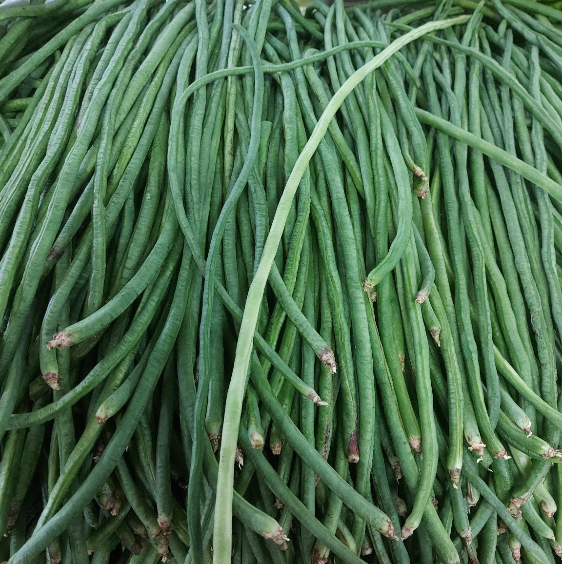 Fresh Local Organic String Beans [Sitaw] - order price / kilo