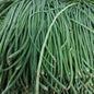 Fresh Local Organic String Beans [Sitaw] - order price / 500 grams