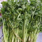 新鮮本地有機香菜 |香菜 [Wansoy] - 訂貨價 / 100 克