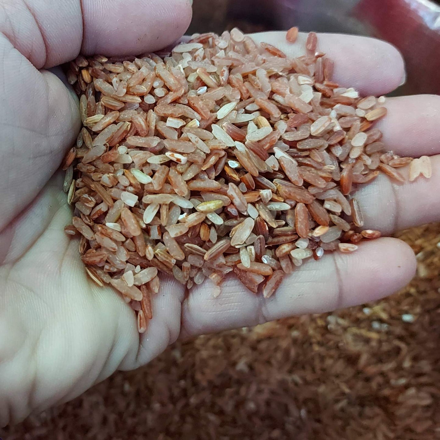 Organic Red Rice from the North - order price / 5 kilos